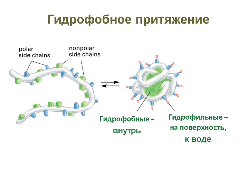 Гидрофобное притяжение